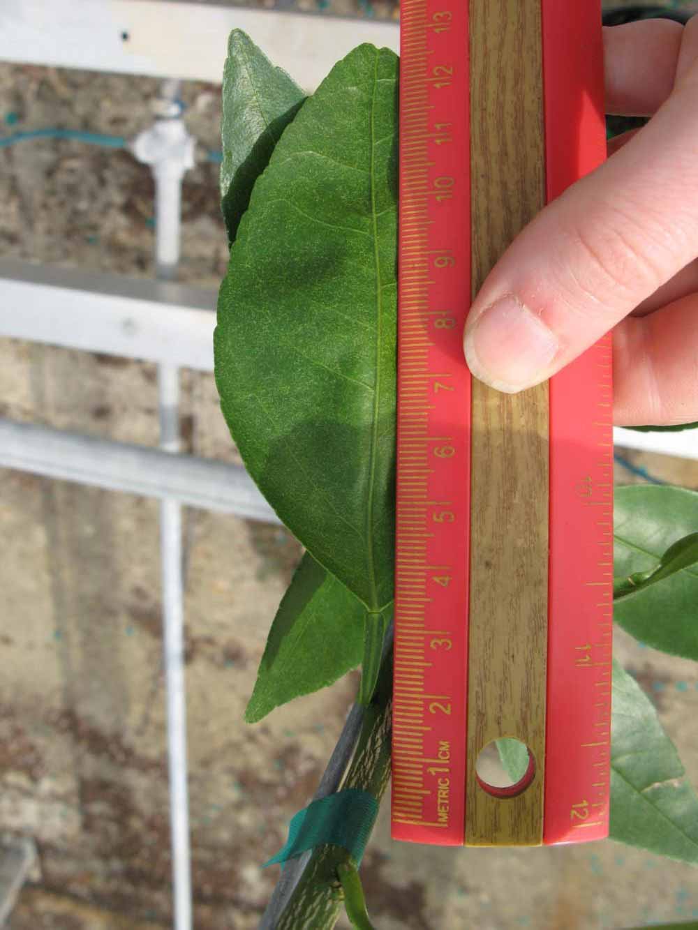              Unifoliolate leaf (Phillip Rucks Citrus Nursery, Frostproof,   FL)       